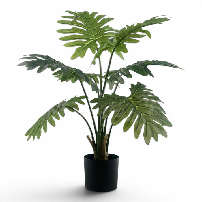 Philodendron R/T- 90cm