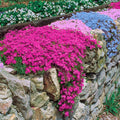 Phlox Assortment Bundle