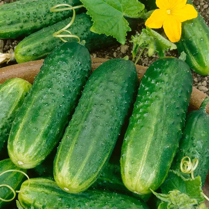 Pic-A-Little Hybrid Pickling Cucumber Seed