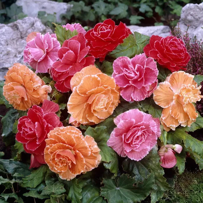 Picotee Begonia Mix