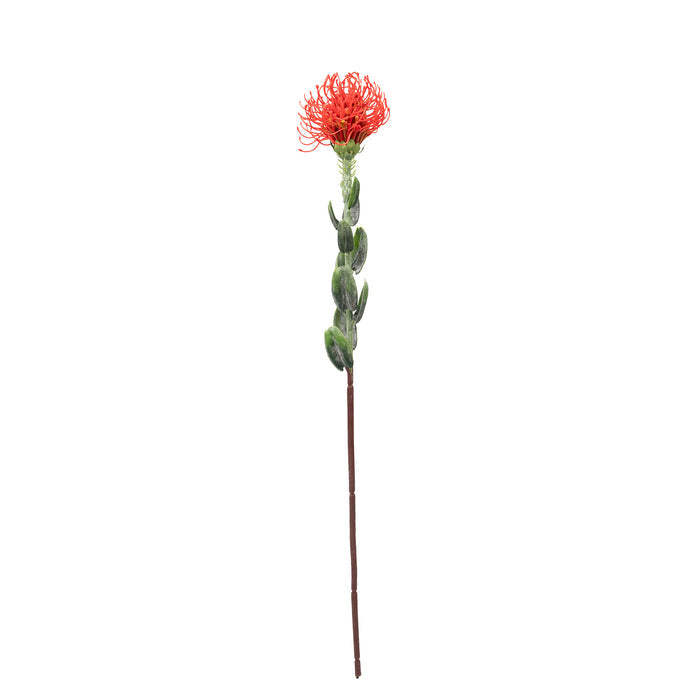 Pincushion Orange Flower Stem - 60cm