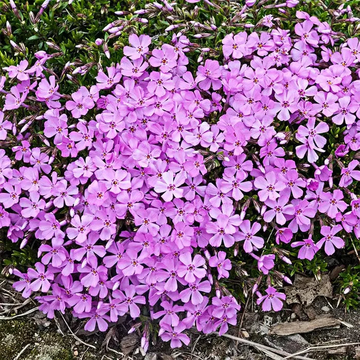 Pink Emerald Creeping Phlox Plant