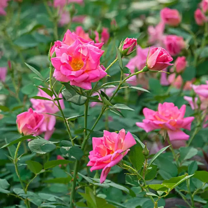 Pink Freedom Rose