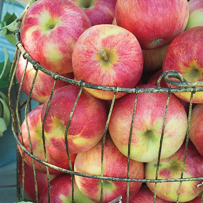 Pink Lady® Apple Tree
