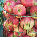Pink Lady® Apple Tree