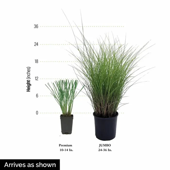 Pink Muhly Grass Plant