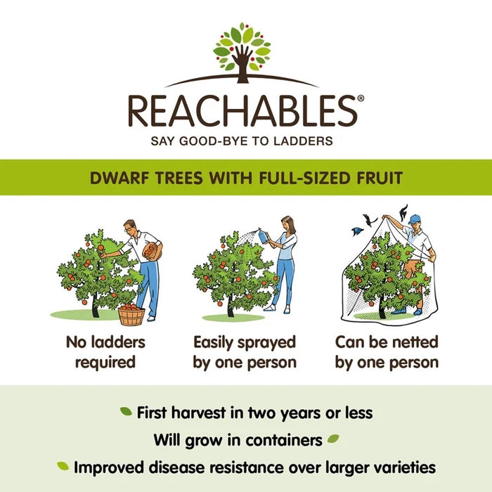 Pixie Crunch® Apple Tree