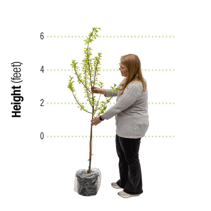 Pixie Crunch® Apple Tree