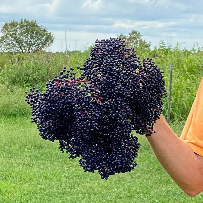 Pocahontas Elderberry