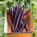 Pole Bean Majesty