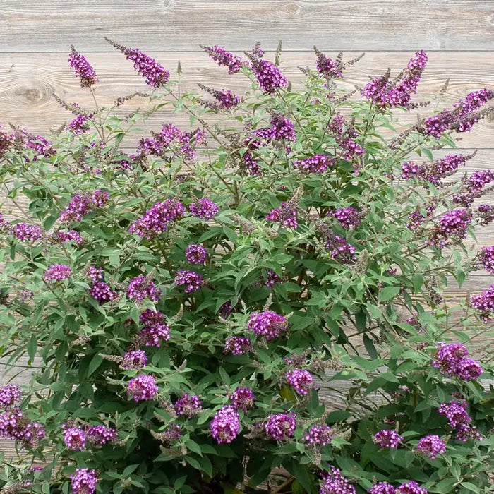 Polka Dot Butterfly Bush