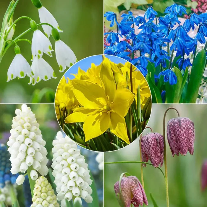Pollinator Bulb Collection
