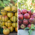 Pollinator Pack: Crunch-A-Bunch™ / Pixie Crunch® Apple