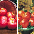 Pollinator Pack: Honeycrisp / Gala Apple