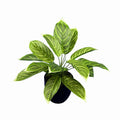 Potted Aglaonema x3 - 55cm M