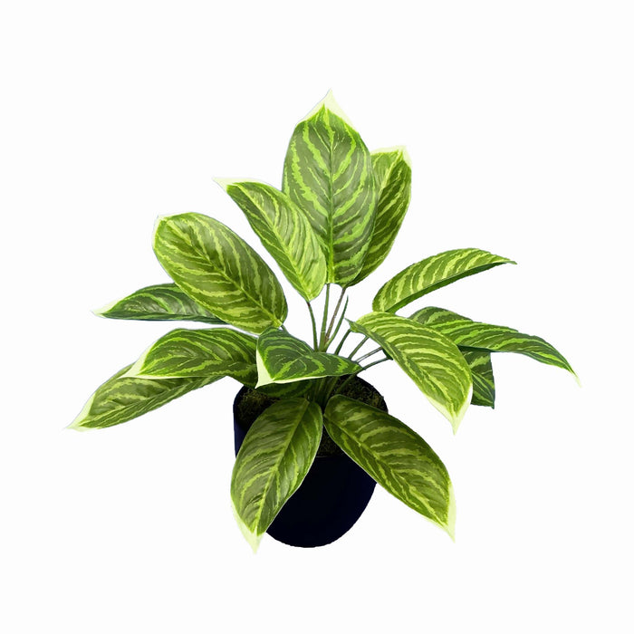 Potted Aglaonema x3 - 55cm M