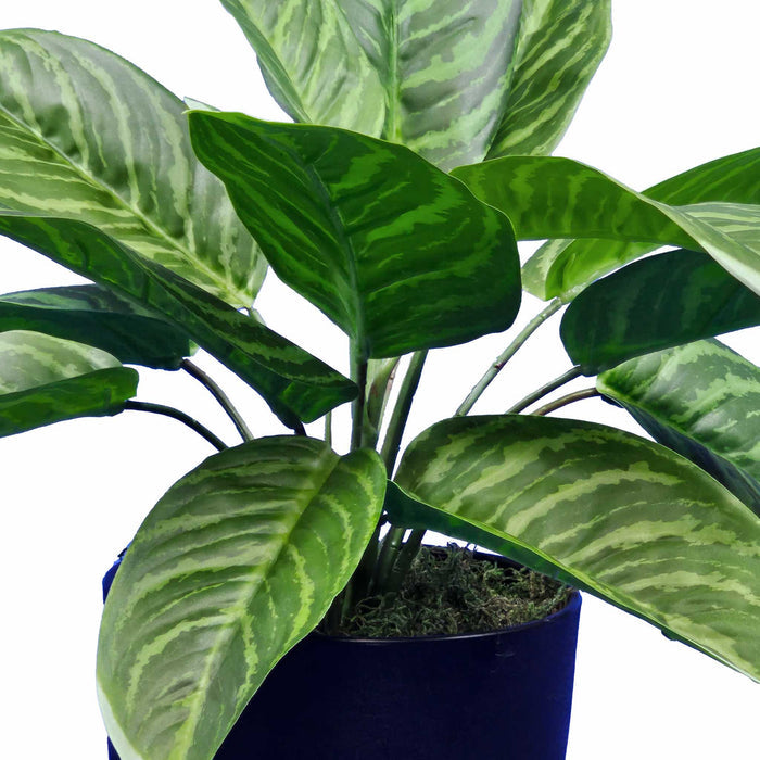 Potted Aglaonema x3 - 55cm M