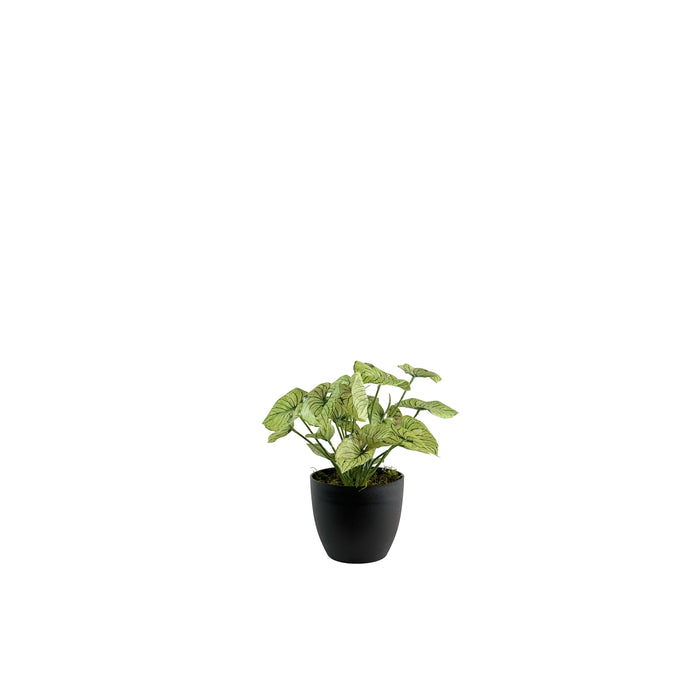 POTTED CALADIUM 32CM S