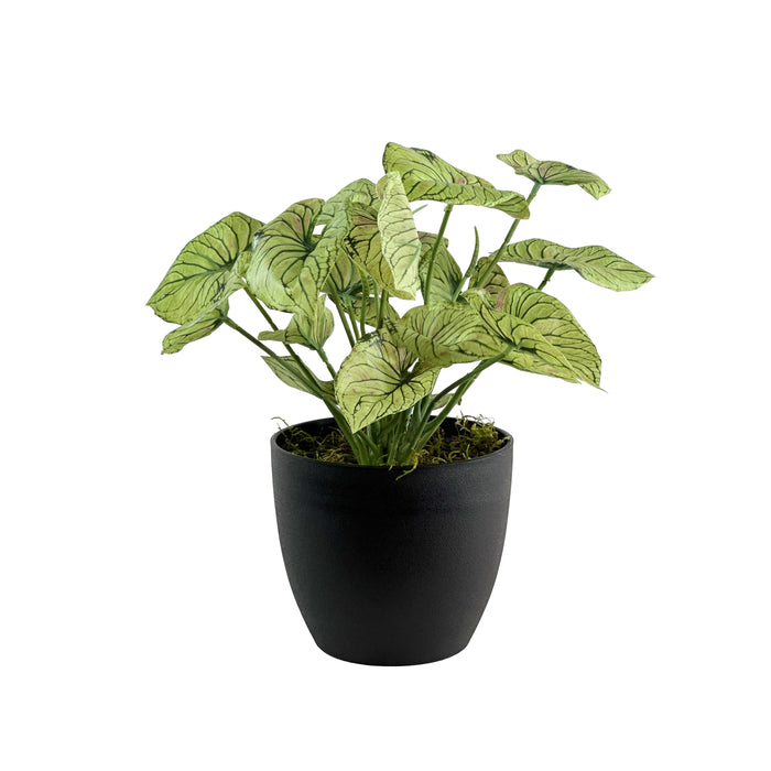 POTTED CALADIUM 32CM S