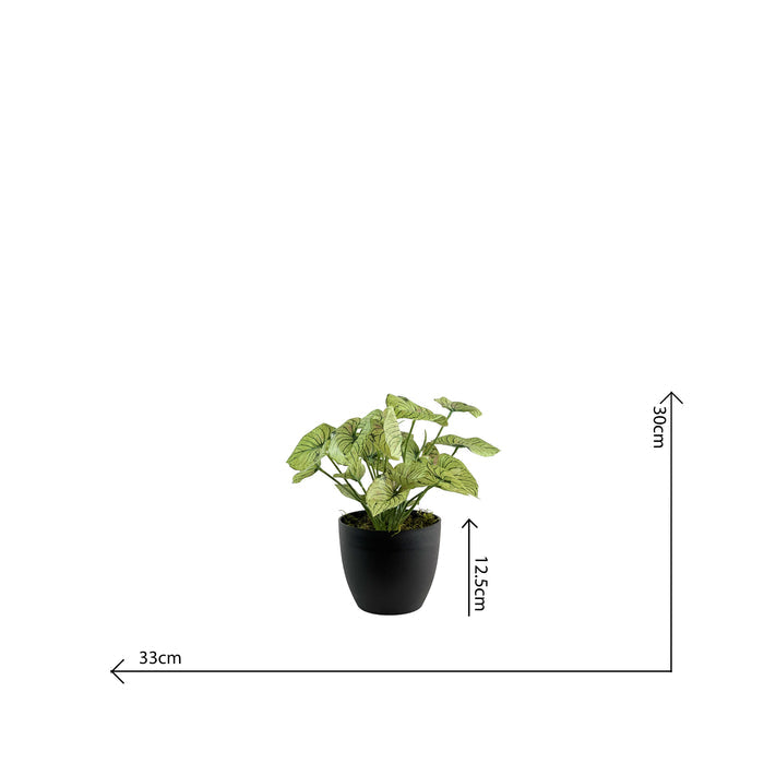 POTTED CALADIUM 32CM S