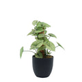 Potted Calladium MossPole - 48cm. Artificial plants for indoors from Plant Couture. www.plantcouture.co.za