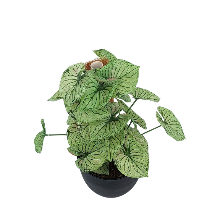 Potted Calladium MossPole - 48cm. Artificial plants for indoors from Plant Couture. www.plantcouture.co.za