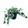 POTTED FAUX SCINDAPSIS 40CM