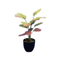 ARTIFICIAL MARANTA PLANT RED GREEN LEAVES 60CM WITH ROOTS