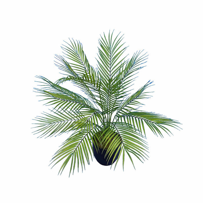 Potted Palm Leaves Bush - 80cm M
