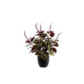 Potted Perilla x3 - 50cm S