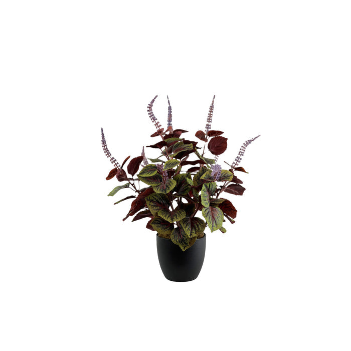 Potted Perilla x3 - 50cm S