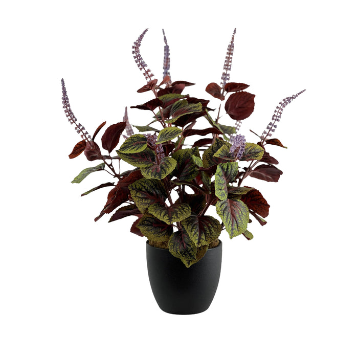 Potted Perilla x3 - 50cm S