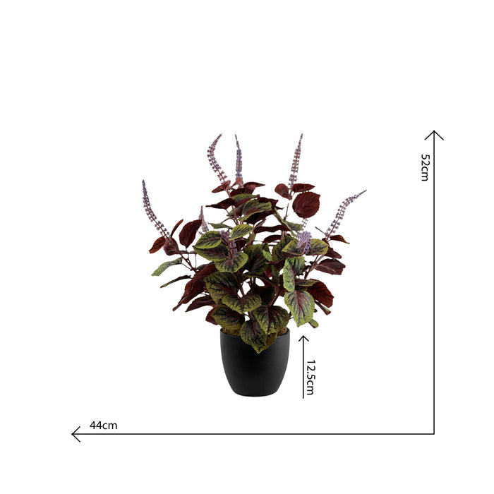 Potted Perilla x3 - 50cm S