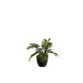 Potted Philodendron Bush - 40cm S