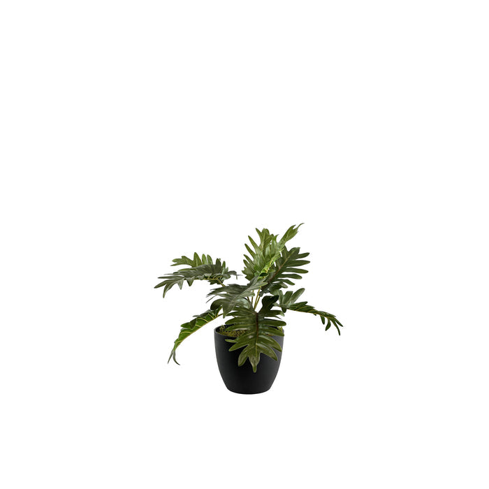 Potted Philodendron Bush - 40cm S
