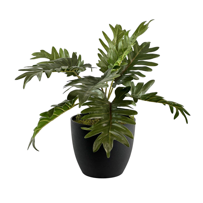 Potted Philodendron Bush - 40cm S