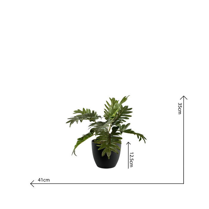 Potted Philodendron Bush - 40cm S