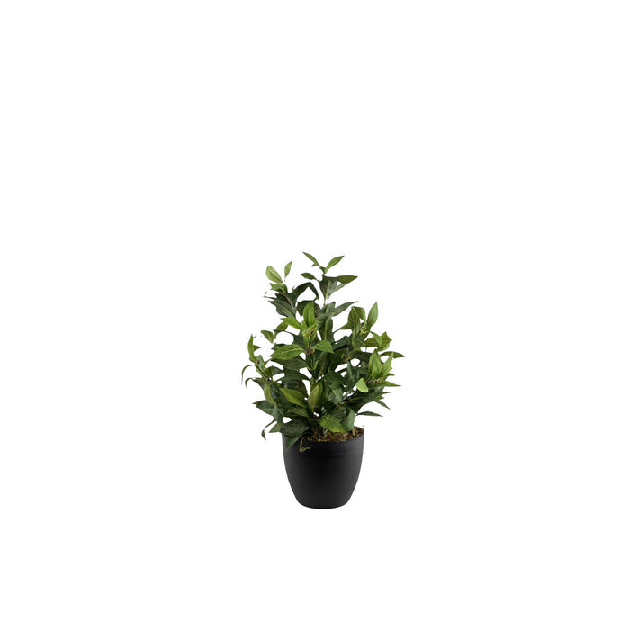 Potted Short stem Bay Leaf - 42cm