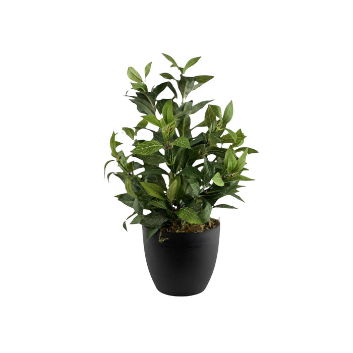 Potted Short stem Bay Leaf - 42cm