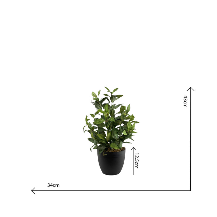 Potted Short stem Bay Leaf - 42cm