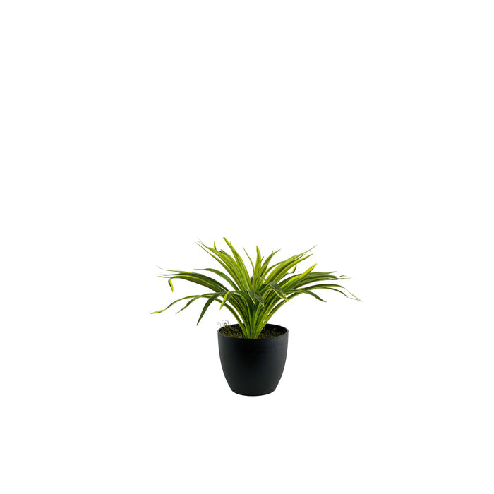 Potted Spider Bush Lemon Lime - 36cm