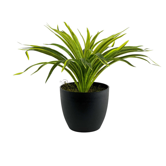 Potted Spider Bush Lemon Lime - 36cm