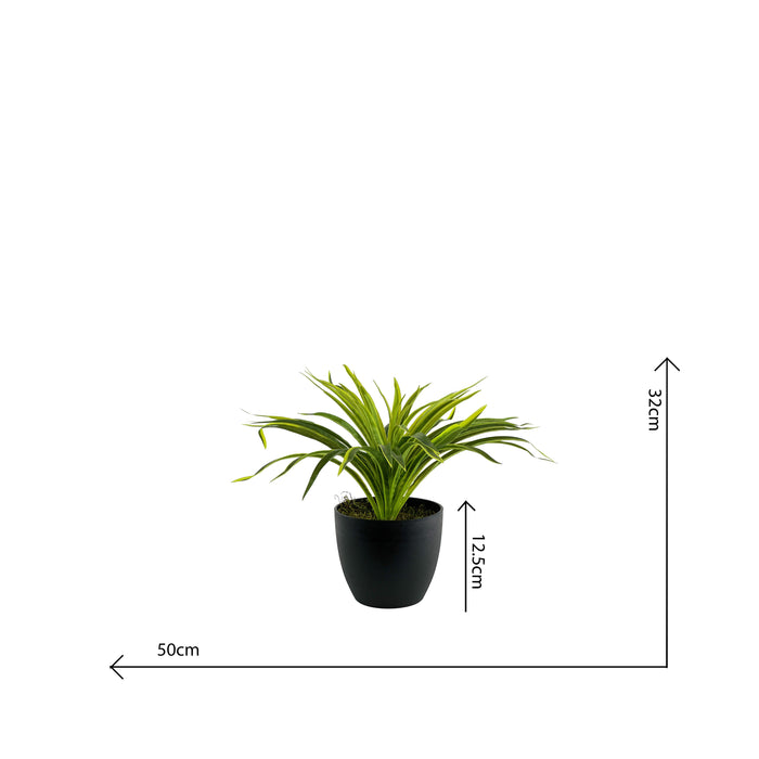 Potted Spider Bush Lemon Lime - 36cm