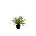 Potted Spider Bush White/Green - 45cm