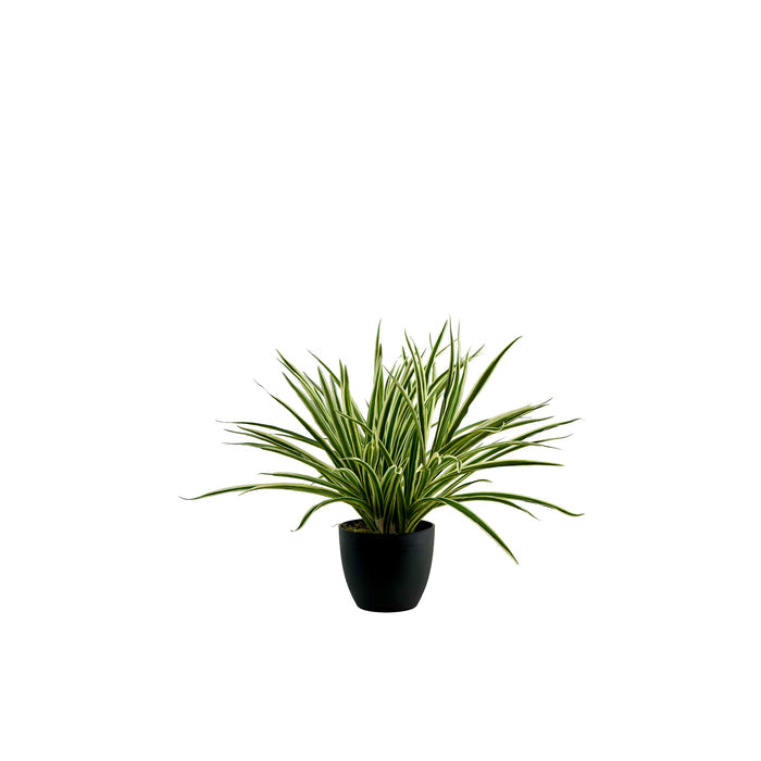 Potted Spider Bush White/Green - 45cm