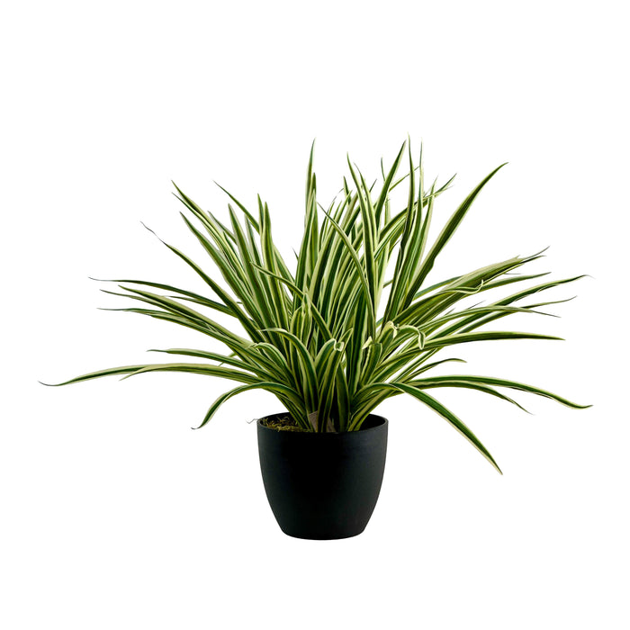 Potted Spider Bush White/Green - 45cm