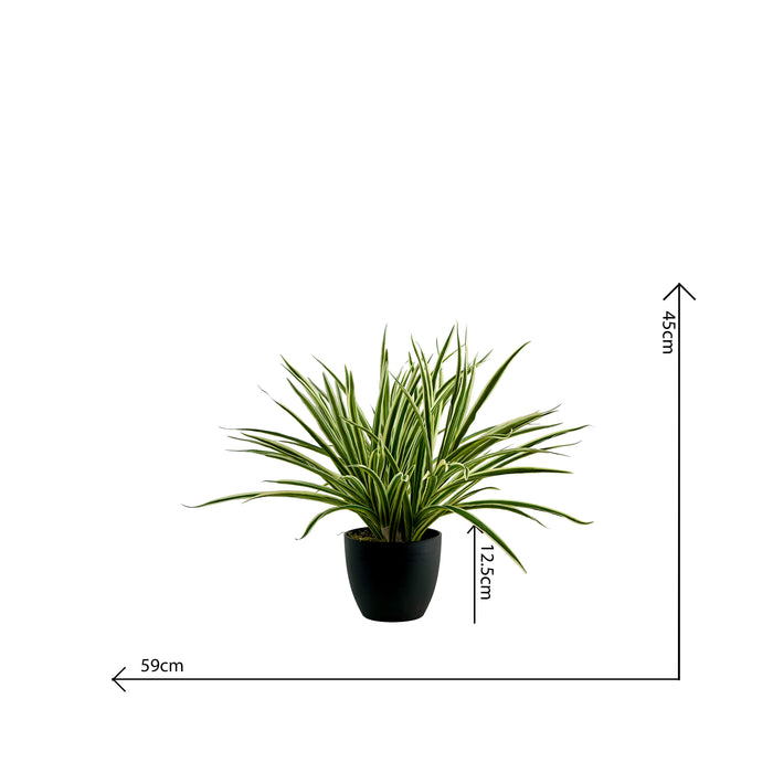 Potted Spider Bush White/Green - 45cm