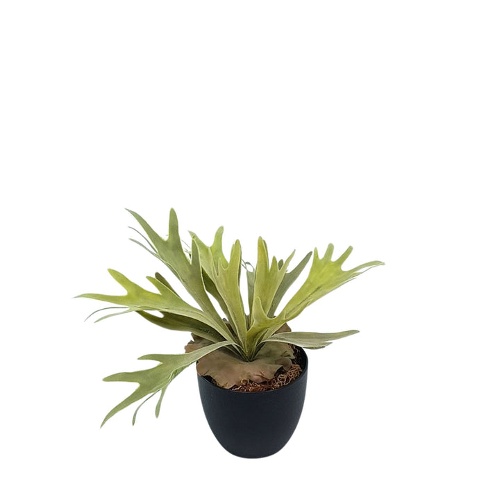 Potted Staghorn Fern - 33cm. Life like artificial plant from Plant Couture. Potted in black pot with artificial moss. www.plantcouture.co.za