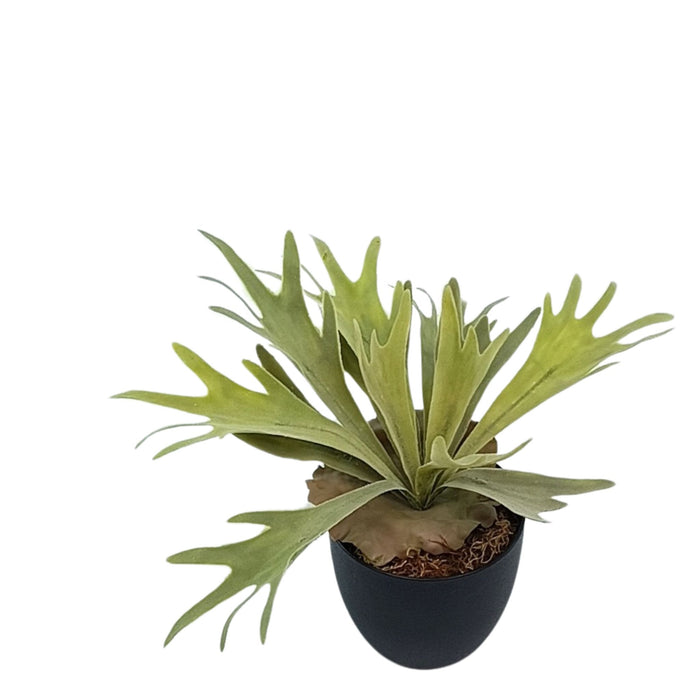 Potted Staghorn Fern - 33cm. Life like artificial plant from Plant Couture. Potted in black pot with artificial moss. www.plantcouture.co.za