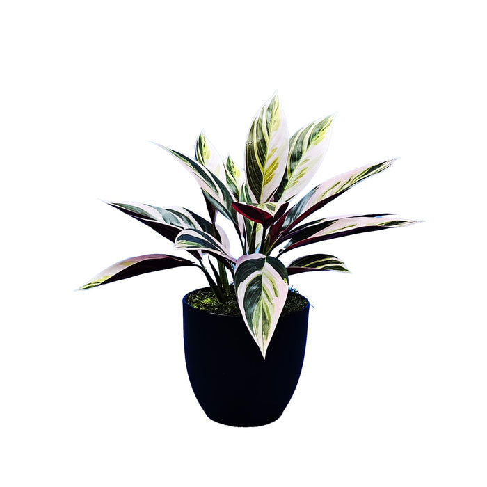 Potted Stromanthe Bush - 46cm M
